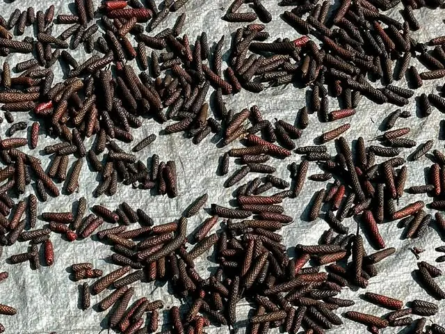Java Long Pepper (Cabe Jamu) from Indonesia
