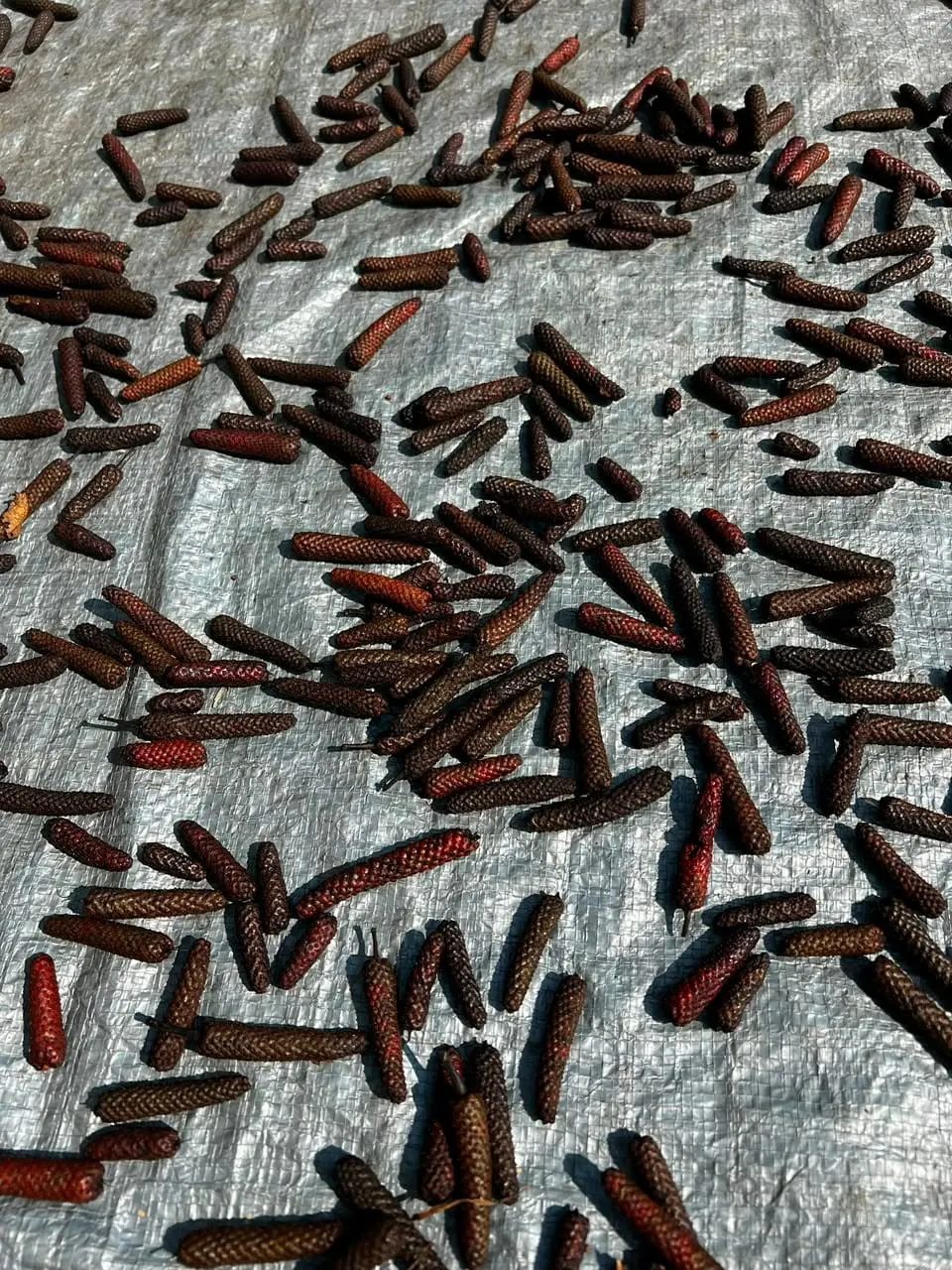 Java long pepper drying close up, Indonesia