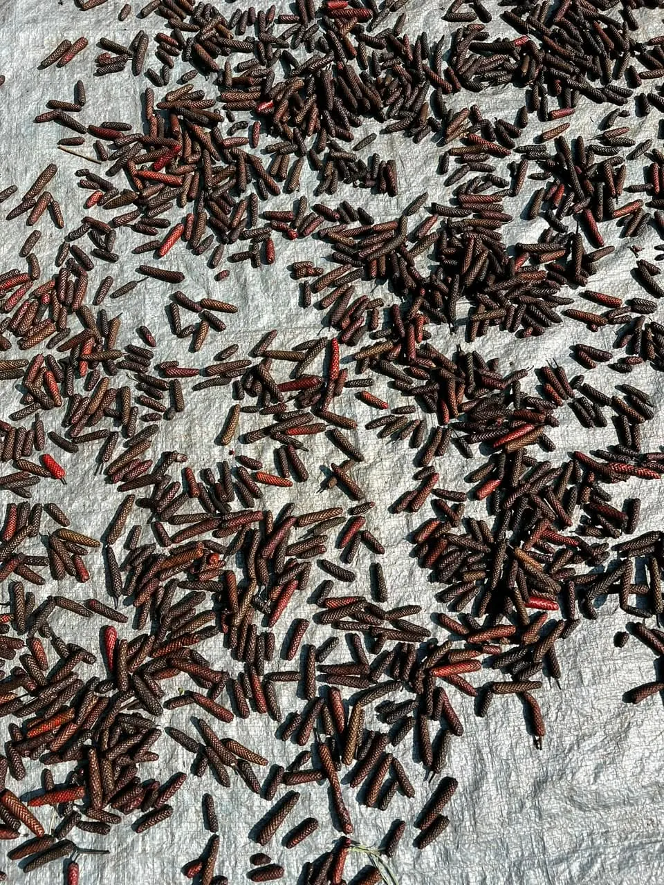 Sun drying