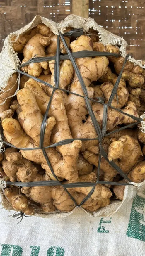 Elephant ginger, Indonesia