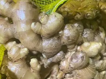 Elephant Ginger (Jahe Gajah) from Indonesia