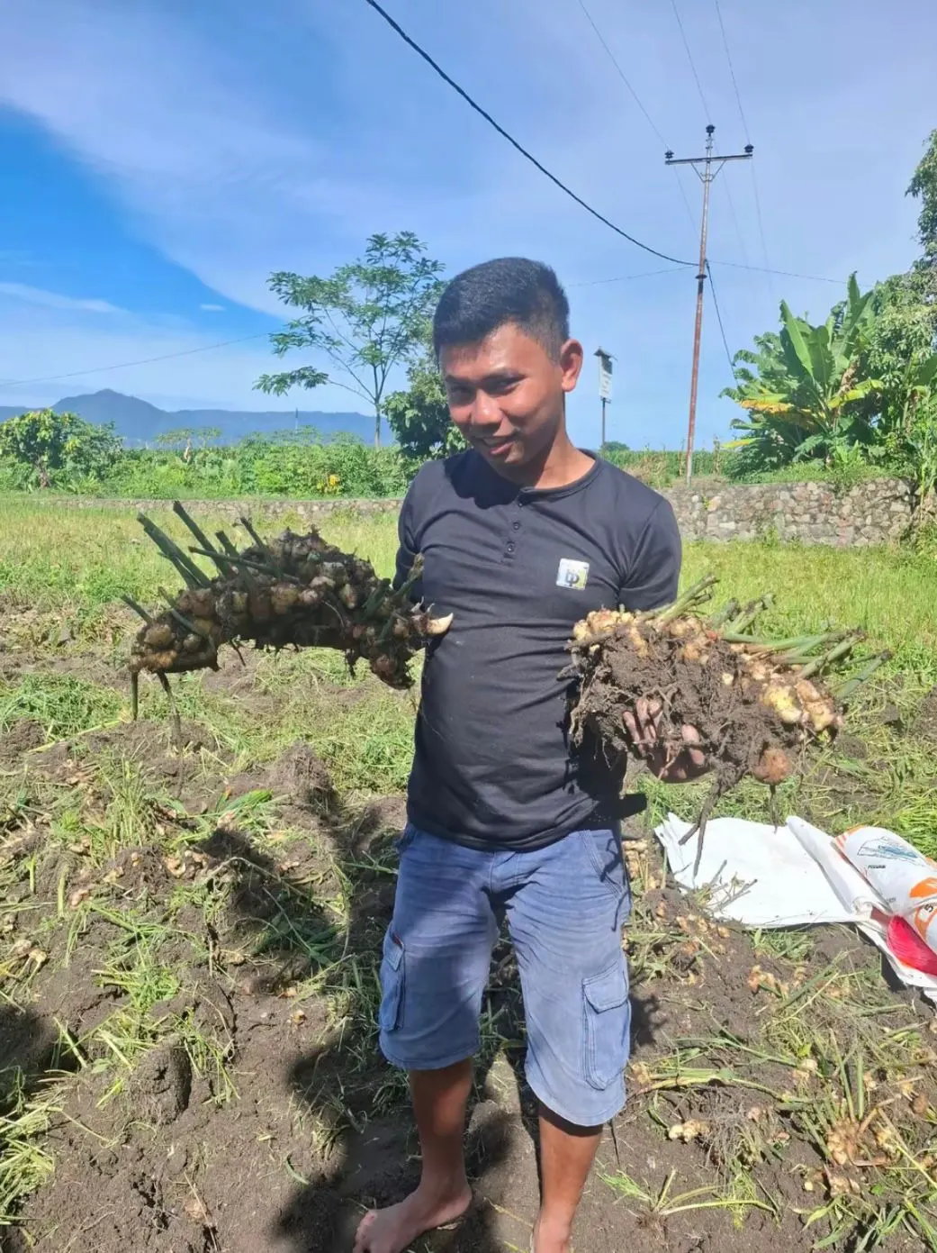 Elephant ginger harvest farmer, Indonesia