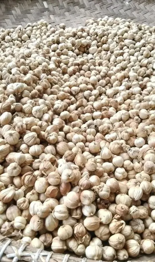 Cardamom (Kapulaga) from Indonesia