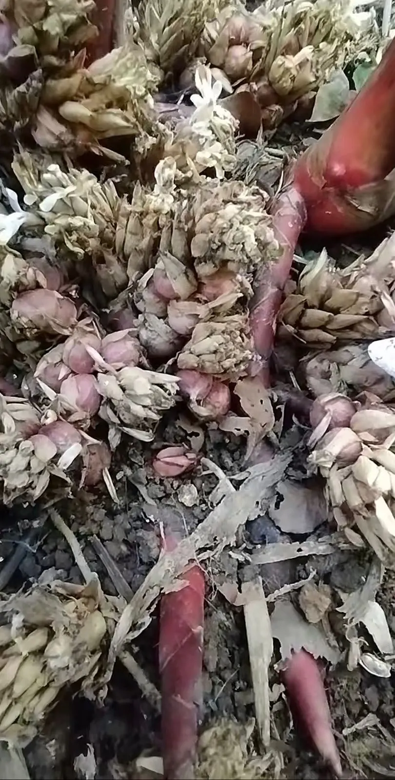 Fresh cardamom harvest, Indonesia