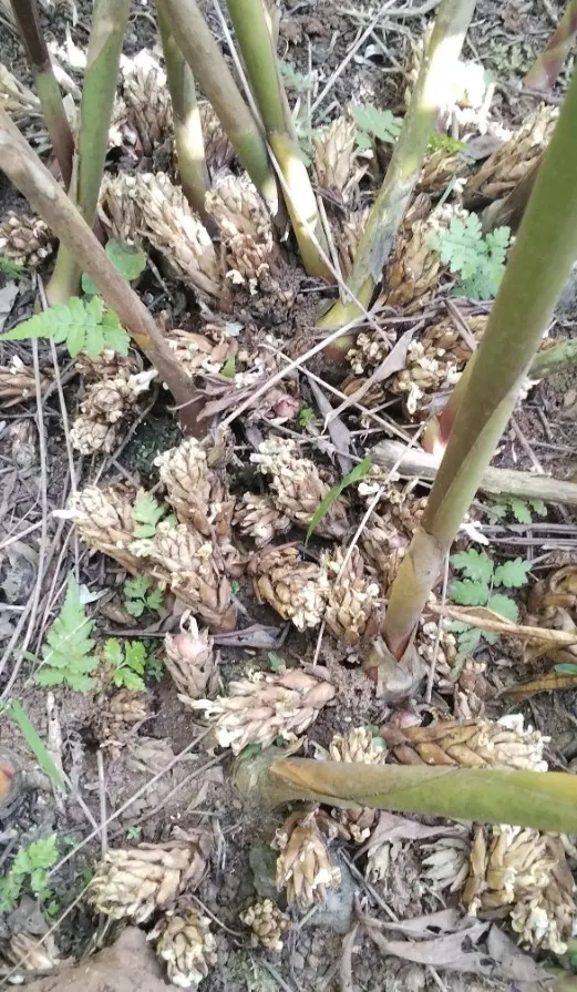 Harvest