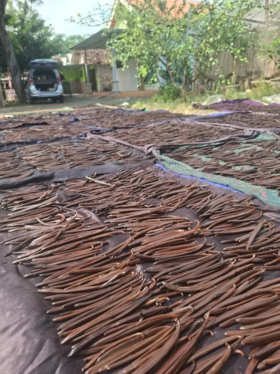 Vanilla sun drying, Indonesia